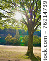 Green trees in the park lit by the sun 76914739