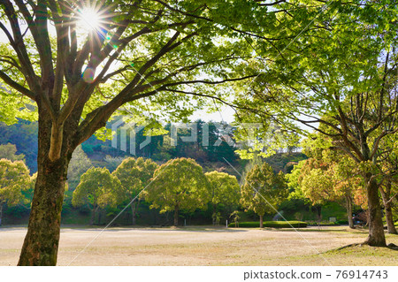 公園綠樹被明媚的陽光照亮 76914743