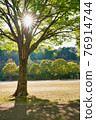 Trees in the park lit by the sun 76914744