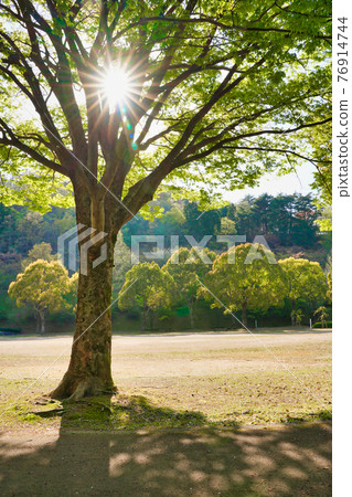 公園裡的樹木被太陽照亮 76914744