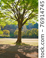 Trees that cast shadows on the ground in the daytime sun 76914745