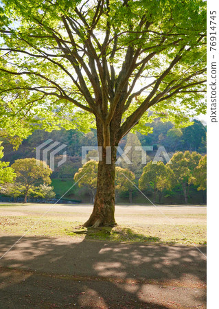 在白天的陽光下在地上投下陰影的樹 76914745