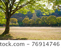 Fresh green trees and daytime park 76914746