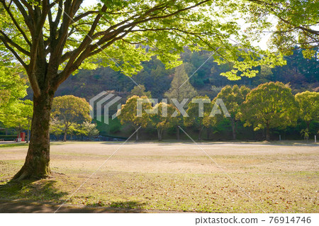 Fresh green trees and daytime park Fresh green trees and daytime park 76914746
