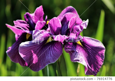 The stable flower appearance is the early life of Hanashobu 76914776