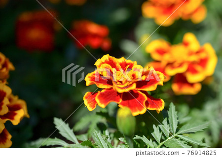 Marigold (Durangoby) Marigold (Durangoby) 76914825