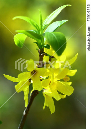 Golden flowers bloom like an explosion 76914886