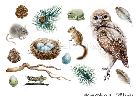 Owl bird forest set. Natural woodland elements watercolor illustration. Owl, chipmunk, mouse, toad, nest, feather, branch hand drawn elements. Forest rustic sticker collestion. On white background Owl bird forest set. Natural woodland elements watercolor illustration. Owl, chipmunk, mouse, toad, nest, feather, branch hand drawn elements. Forest rustic sticker collestion. On white background 76915153