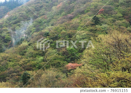 Fresh green in Hakone (Kowakudani) Fresh green in Hakone (Kowakudani) 76915155