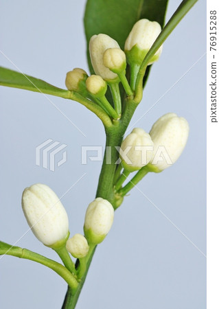 薩摩柑花蕾(直花)灰色背景 薩摩柑花蕾(直花)灰色背景 76915288