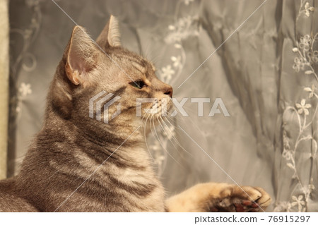 Side profile of a cat with a hand American Shorthair Blue Tabby Side profile of a cat with a hand American Shorthair Blue Tabby 76915297