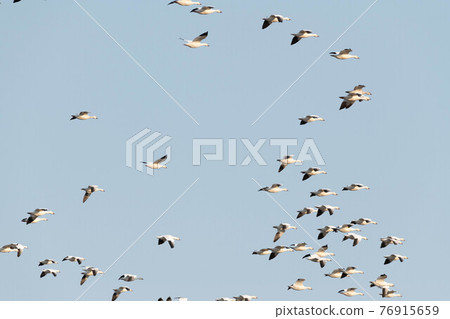 Snow goose in the evening light Snow goose in the evening light 76915659