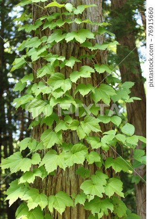 Green Green 76915660