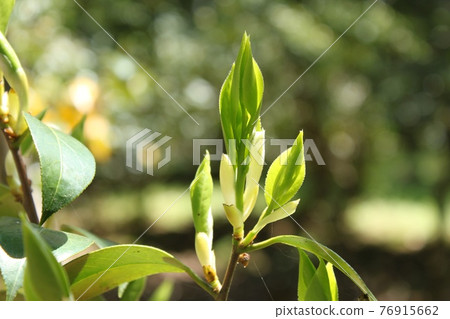 Green Green 76915662