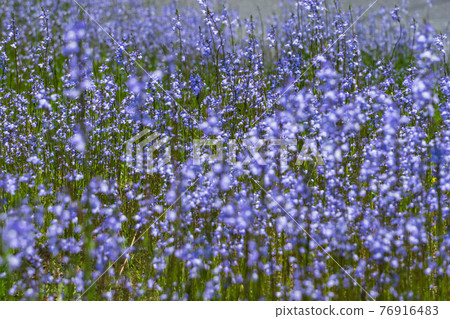 Spring weed flower, blue toadflax 76916483