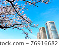 櫻花和摩天大樓 76916682