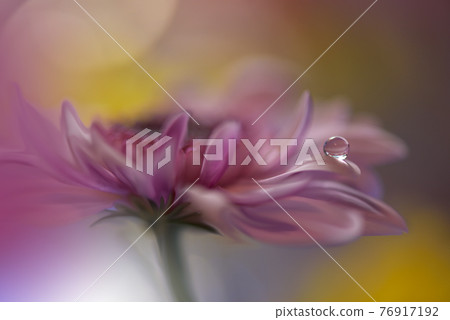 Beautiful macro shot of magic flowers.Border art design. Magic light.Extreme close up macro photography.Conceptual abstract image.Yellow and Pink Background.Fantasy Art.Creative Wallpaper.Beautiful . Beautiful macro shot of magic flowers.Border art design. Magic light.Extreme close up macro photography.Conceptual abstract image.Yellow and Pink Background.Fantasy Art.Creative Wallpaper.Beautiful . 76917192