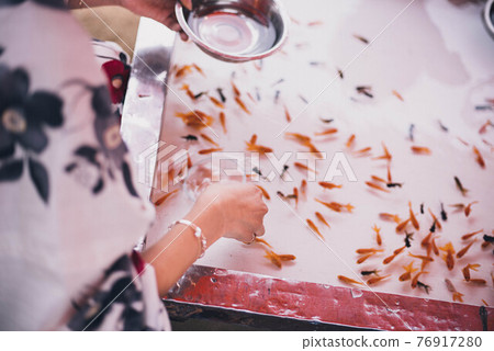 Hands of a woman in a kimono scooping goldfish Hands of a woman in a kimono scooping goldfish 76917280