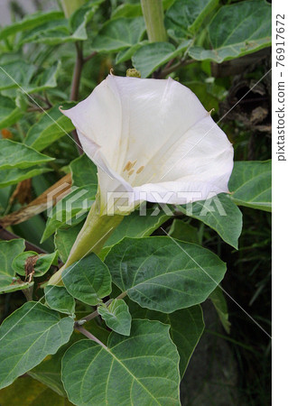 Datura flower Datura flower 76917672