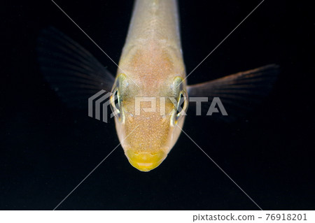 伊藤吹的幼魚 76918201