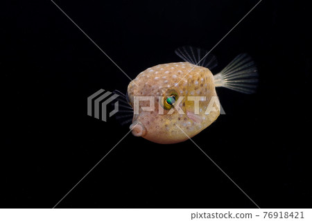 Juvenile fish's juvenile fish 76918421