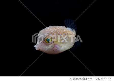 Juvenile fish's juvenile fish 76918422