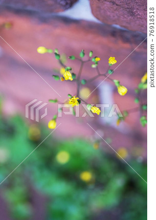 Onita Birako Onita Birako 76918518