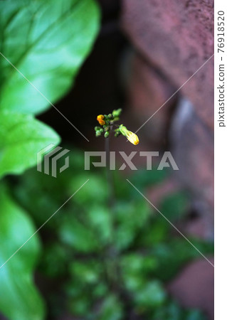 Onita Birako Onita Birako 76918520