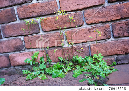 Onita Birako Onita Birako 76918528