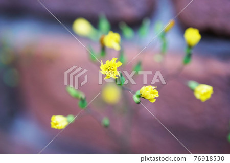 Onita Birako Onita Birako 76918530