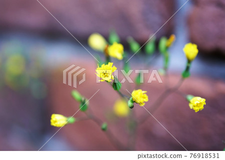 Onita Birako Onita Birako 76918531