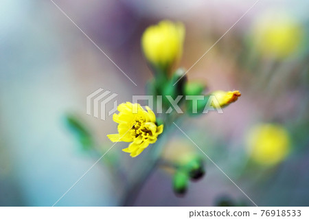 Onita Birako Onita Birako 76918533