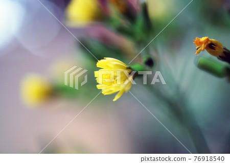 Onita Birako Onita Birako 76918540