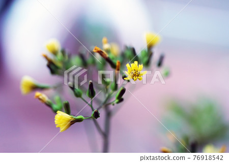 Onita Birako Onita Birako 76918542