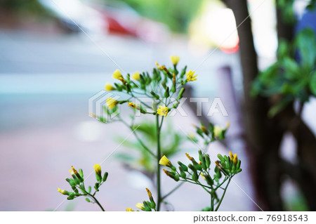 Onita Birako Onita Birako 76918543