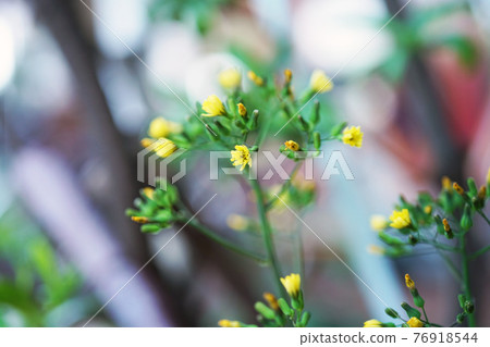 Onita Birako Onita Birako 76918544