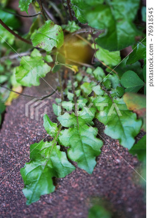 Onita Birako 76918545