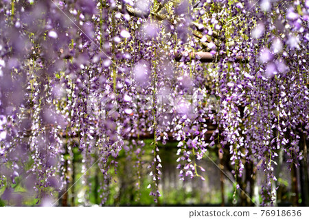 Fujiyama Shrine, a famous place for wisteria Fujiyama Shrine, a famous place for wisteria 76918636