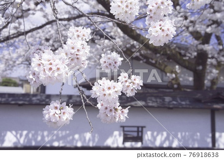 可愛的圓形櫻花 可愛的圓形櫻花 76918638