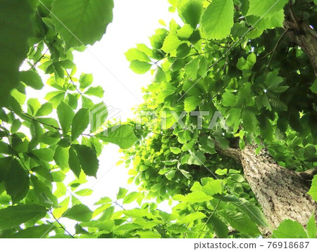 明亮的樹葉背景素材 76918687