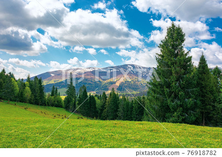 forest on the grassy hill. beautiful nature landscape in spring. snow capped mountains in the distance beneath a clouds on the blue sky. sunny weather 76918782