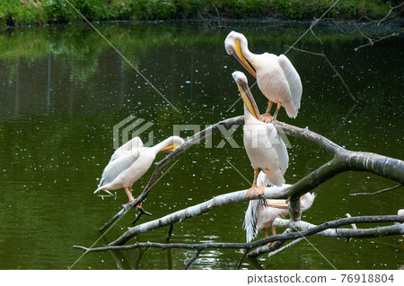pelicans on the branch near water. birds cleaning their feathers 76918804