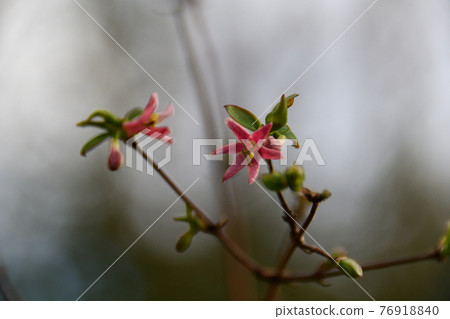 Small flowers of Uguisukagra Small flowers of Uguisukagra 76918840