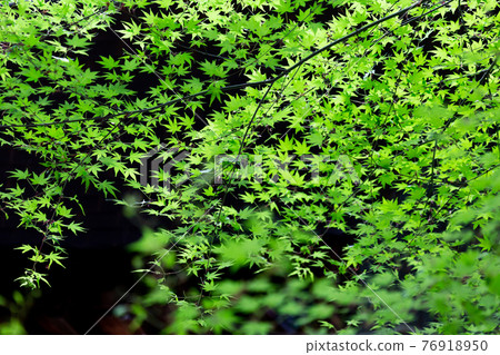 新鮮的綠藍楓葉 76918950