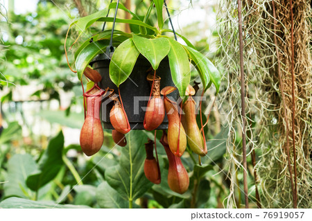 Nepenthes burkei tropical pitcher plant. They produce nectar in their leaves to catch insects. Nepenthes burkei tropical pitcher plant. They produce nectar in their leaves to catch insects. 76919057