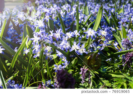 Beautiful blue hyacinth flowers, spring primrose in the garden. 76919065