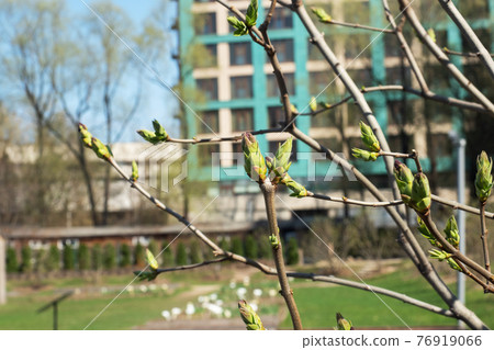 Buds on a lilac bush, blooms in the spring of the plant in the city. Buds on a lilac bush, blooms in the spring of the plant in the city. 76919066