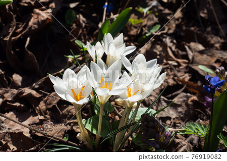 Beautiful first spring flowers crocuses bloom under bright sunlight in the park. Beautiful first spring flowers crocuses bloom under bright sunlight in the park. 76919082