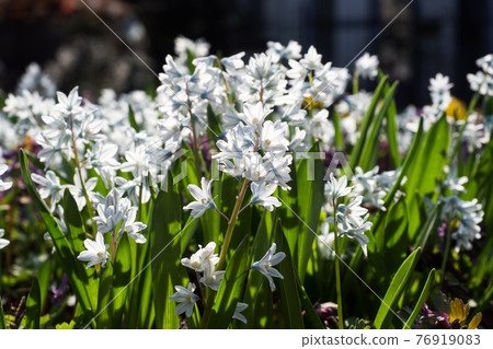 Beautiful white hyacinth flowers, spring primrose in the garden. 76919083