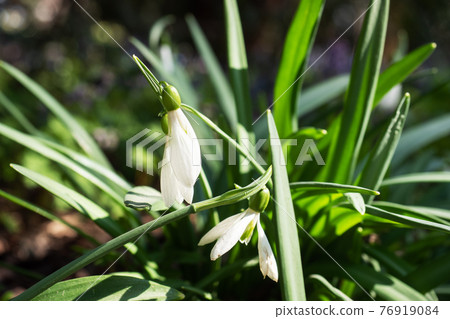 Snowdrop white, beautiful spring flowers primroses. Nature 76919084